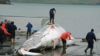 Thumbnail image for fin whale butchering.jpg