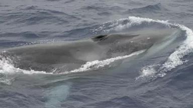 Fin whale