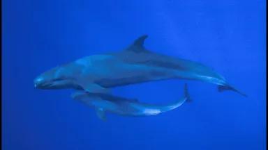 False killer whale (copyright Doug Perrine/ SeaPics.com)