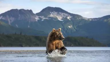 A brown bear walks through a lake with tall mountains in the distance
