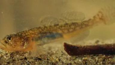 tidewater govy (USFWS)