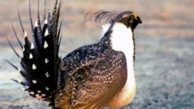 greater sage grouse.jpg