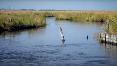 Photo of a salt marsh environment with sediment fencing used for restoration efforts.