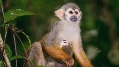 An adult squirrel monkey perches on a branch and holds a baby