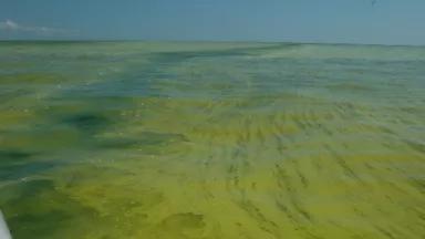 lake erie with algae bloom.jpg