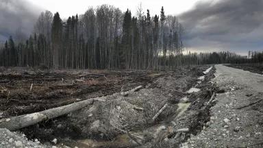 A clearcut section of boreal forest in Waswanipi Cree Territory in Quebec, Canada