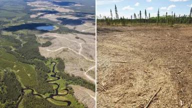 Images of barren clearcuts in Canada's boreal forest.