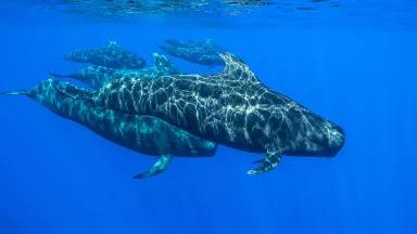 whales underwater
