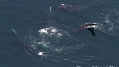 Feeding North Atlantic right whales