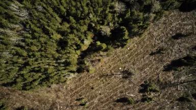 Aerial image of boreal clearcutting. Pulp from boreal trees is used to make tissue products.