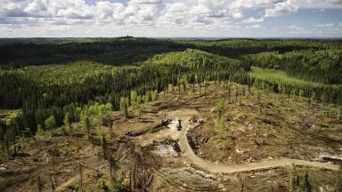 Image of boreal clearcut