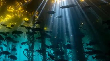 Fish swim below a canopy of sea kelp as sunbeams stream below the water surface