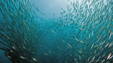A large number of fish in a group in the ocean