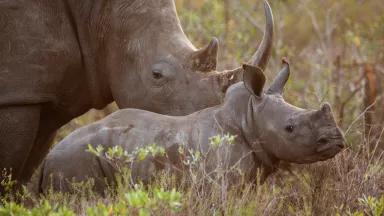 adult and baby white rhino