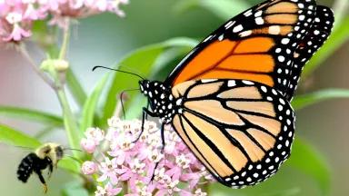 A monarch butterfly feeds on milkweed