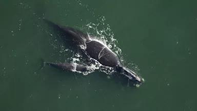 Right whale Catalog #2791 and calf