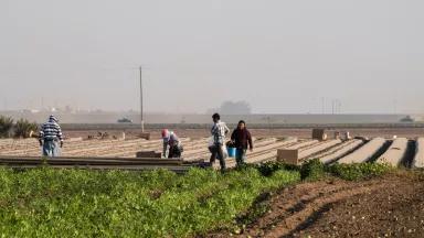 Farmworkers stand among rows of crops