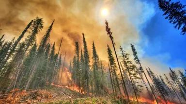 A forest fire burns through tall pine trees and covers the sun with thick orange smoke. 