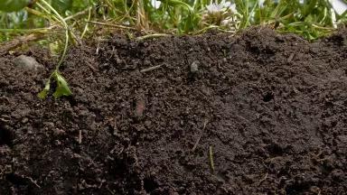 dark soil profile
