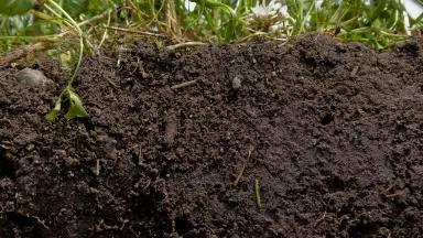 Cross Section of Healthy Soil in Field of Cover Crops