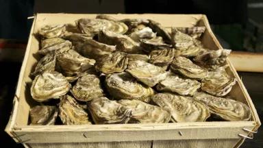 Oysters