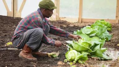 Aeric Cole waters cabbage growing in a high tunnel house at the East Arkansas Enterprise Community, Forest City, Arkansas. 