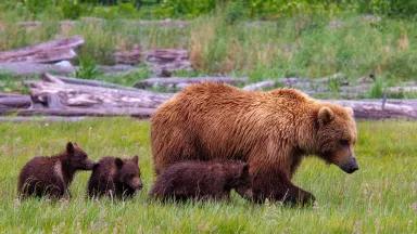 A brown bear with three bear cubs in a grassy clearing 