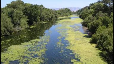 Algal Bloom in California
