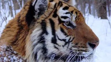 Siberian Tiger