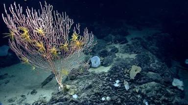 Bamboo coral on Mytilus Seamount