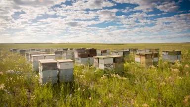 Stacks of honybee hives sit in a meadow of tall grasses