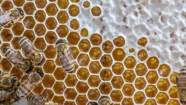 image of bees adding honey to comb