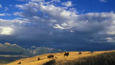 Bison at the National Bison Range