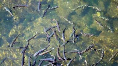 trout