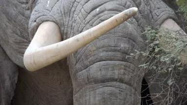 elephant tusk