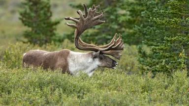 Woodland Caribou
