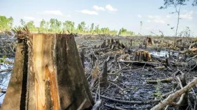 Clearcut of Wetland