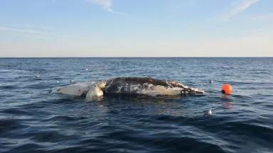 Stranded North Atlantic right whale off Virginia
