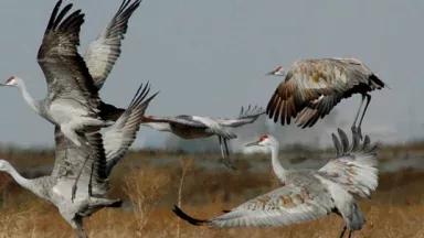 Sandhill Cranes