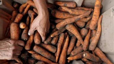 Hands in a box of carrots