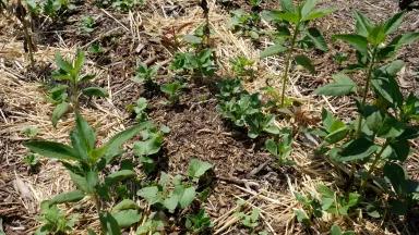 Sunchoke plants growing at LA Green Grounds Teaching Garden in South Los Angeles