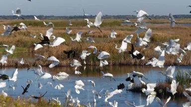 Egrets in Flight at Quivira National Wildlife Refuge