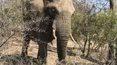 Elephant