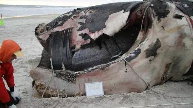 Entangled right whale necropsy