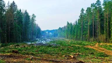 A large swath of dense evergreen forest flattened by logging