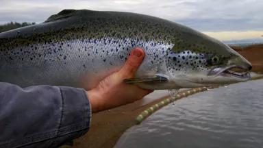 A hand holding a salmon with water and gray skies in the backdrop