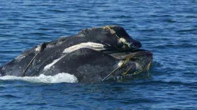 Right whale entangled head