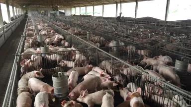 An aerial view of pigs caged in tight spaces on an industrial farm