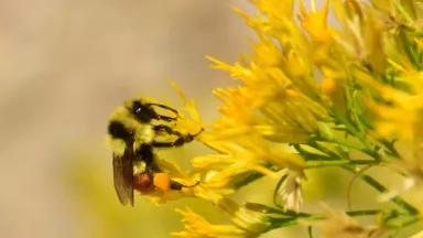 Neonics threaten honey bees and wild bees