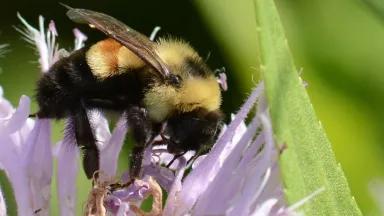 Rusty Patched Bumble Bee